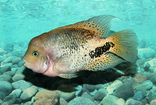 'ein Fisch - paraneetroplus synspilus'