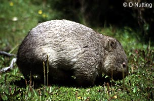 Foto: wombat